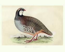 Image result for Alectoris rufa