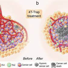 Departemen tht,fakultas kedokteran universitas indonesia. Blockage Of Tgf B Signaling In Cd4 T Cells By 4t Trap Reprograms Download Scientific Diagram