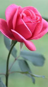 Rose By Forever Wallpapers In 2020 Beautiful Rose Flowers Beautiful Roses Rose Flower