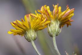 Image result for Crepis