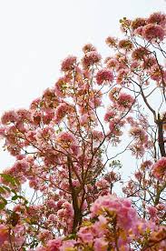 Image result for Tabebuia heterophylla