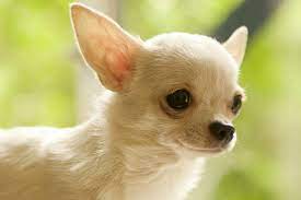 Chihuahua Personalidade Preco Fotos Filhotes E Mais Adoro Pets