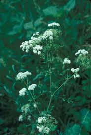 Image result for Conium