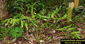 Image result for Acrostichum aureum