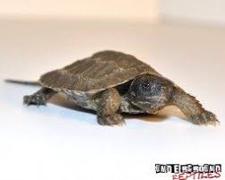 Turtles For Sale Underground Reptiles Turtles For Sale Turtle Underground Reptiles
