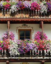260 likes · 1 talking about this. Flowers N Flowers Fiori Su Fiori Beautiful Flowers Pretty Flowers Flower Garden