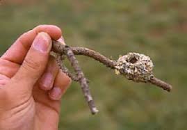 Link The Nest Of A Hummingbird Barely Even Visible On A Twig Of A Tree Branch For More Great Pins W Good L Hummingbird Nests Hummingbird Beautiful Birds