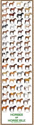 breed chart horses good ideas horses horse breeds