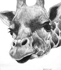 Giraffe drawing lessons and step by step drawing tutorials. Artsonia Art Museum Artwork By Morgan2908 Animal Drawings Art Animal Art