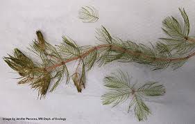 Image result for Hydrostachys myriophylla