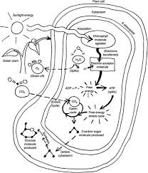 Chemicals For Metabolism Help Page 4 Education Com Photosynthesis Biology Lessons Teaching Biology