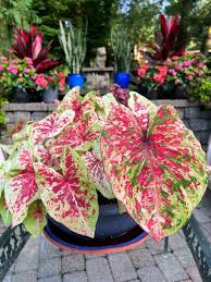 Image result for Caladium