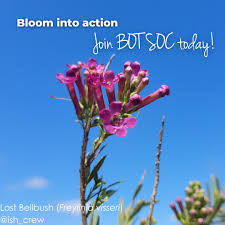 Image result for Boscia filipes