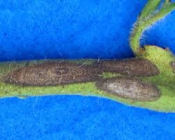 Image result for tomato seedling early blight