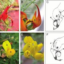 What is a dicotyledonous plant?. Pdf Bird Pollinated Flowers In An Evolutionary And Molecular Context