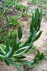 Image result for Kleinia longiflora