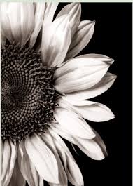 Black And White Daisy Wallpaper Pin By Dionne Carter On Flowers White Sunflowers Sunflower Black And White Black And White Flowers