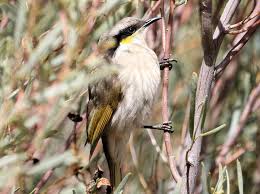 Image result for Melhania virescens