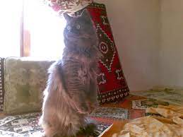 iran kedisi iran kedisi