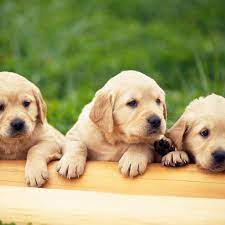 Ipad2background Com Golden Retriever Puppies Cute Animals Puppies