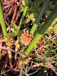 Image result for Schoenoplectiella senegalensis