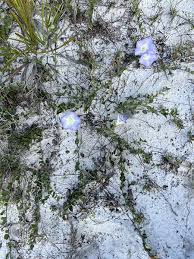 Image result for Bonamia spectabilis