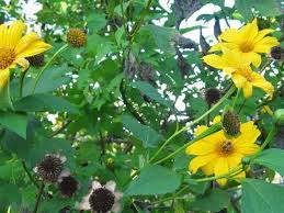 Image result for Tithonia diversifolia