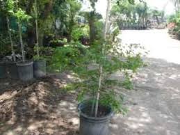 Fresno county is in the central valley region region. 15gal Japanese Maple Fresno For Sale In Fresno California Classified Americanlisted Com