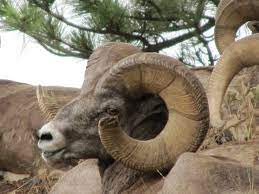 Field Judging Rocky Mountain Sheep Western Hunter Magazine