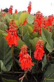 Image result for Erythrina zeyheri