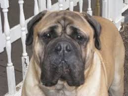 Find a bullmastiff puppy from reputable breeders near you in indiana. Bullmastiff Puppies For Sale