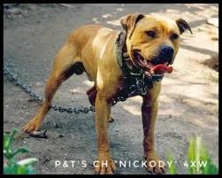 P T S Ch Nickody 4xw American Pitbull Terrier Sporting Dogs Pitbull Dog