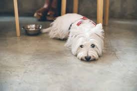 Liver cancer (hepatocellular carcinoma) in dogs. Liver Disease In Dogs Causes Symptoms More Hill S Pet