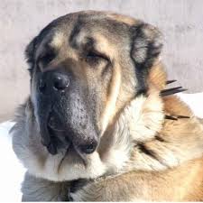 Anatolian Shepherd Malak Mastiff Dog Photo