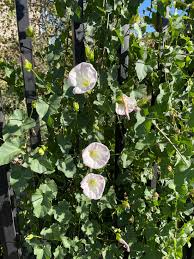 Image result for Rothmannia macrosiphon