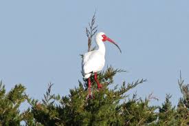 Image result for Ibis White 2014 AQ