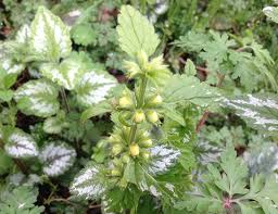 Image result for Aspidoglossum lanatum