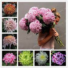 Buy 200 Pcs Chinese Mum Seeds Chrysanthemum Free Shipping Chrysanthemum Seeds Chrysanthemum Plant Mum Seeds