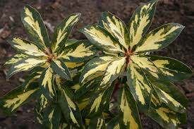 Variegated Rhododendrons Liven Up The Shade North Coast Gardening Rhododendron Landscape Design Landscape Decor Diy