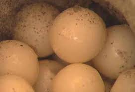 Overall birthrates in the united states have been declining for years, reaching a record low in 2016, according to national bureau of health statistics, and provisional data suggests a new low for 2017. All About Sea Turtles Reproduction Seaworld Parks Entertainment