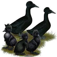 Baby Black And White Duck Breeds Chickens For Sale Buy Chicks For Sale Near You Efowl Pet Ducks Chickens For Sale Baby Ducks For Sale