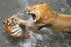 Estadio león, león, guanajuato hora: Leon Vs Tigre Quien Ganara Metastico
