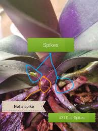 Maybe you would like to learn more about one of these? The Difference Between Spikes And Roots On Orchids 31 The 2 In Blue Are Spikes The Orange Is A New Root Types Of Orchids Orchids Blue Is