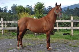 Argentina is an enormous country and one that spans a number of different geographical climates. Criollo Horse History Of The Criollo Breed