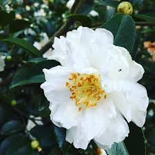 P Allen Smith On Instagram Sasanqua Snow On The Mountain Is A Beauty This Time Of Year Mossmountainfarm Desert Landscaping Garden Inspiration Camellia