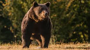 Ploiești românia 100001 ploiesti, romania. Liechtenstein Prince Accused Of Killing One Of Europe S Biggest Bears Cnn