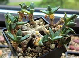 Image result for Nananthus