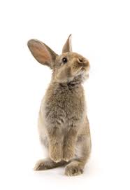 Maybe you would like to learn more about one of these? Manheim Pike Veterinary Hospital Leola Veterinary Hospital