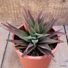 Image result for Haworthia limifolia