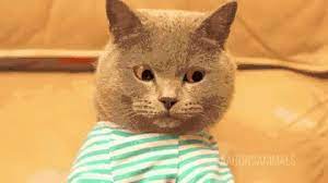 Cat Typing Gif Cat Typing Discover Share Gifs Funny Gif Cat Typing Gif Best Funny Pictures
